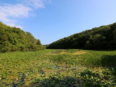 A water body covered with lily pads surrounded by dense green trees under a blue sky at Tower Cottage Near Pembroke