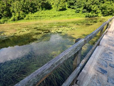 A wooden railing beside a clear body of water with aquatic plants and greenery in the background at Tower Cottage Near Pembroke