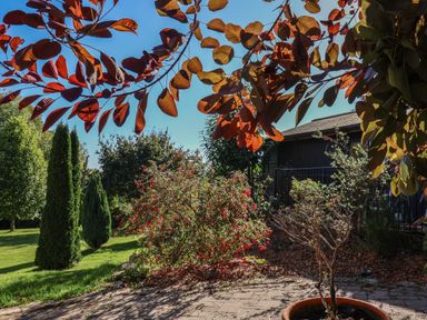 A garden with various trees and shrubs including conical evergreens and a potted plant in sunlight at Sir George Baker Cabin in Uplyme