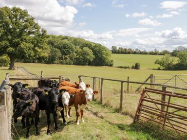 A group of cows near a fence and gate at Keepers Barn Bromyard