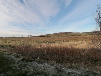 A field with small tree guards and grass with hills and sky in the background at Matfen in Longframlington