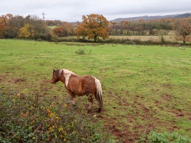 A brown and white horse standing in a grassy field with trees and hills in the background at Fern Cottage in St Brides-Super-Ely