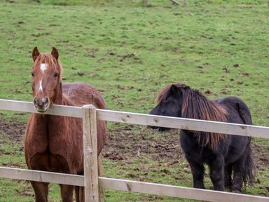 Two horses behind a wooden fence in a grassy field at Fern Cottage in St Brides-Super-Ely
