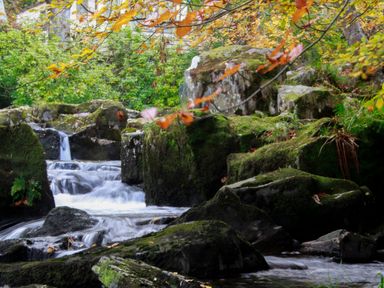 A stream flowing over moss-covered rocks with autumn leaves on trees at 4 Ty Person in Braichmelyn near Bethesda