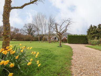 A garden with yellow flowers trees gravel path and hedges at The Old Dairy in Whitchurch Canonicorum near Charmouth
