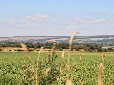 A green agricultural field with plants and tall grasses with hills and trees in the background at Silverdale View East Heslerton near Sherburn