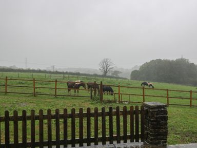 A fenced grassy field with horses grazing and a wooden picket fence in the foreground at Myrtle Cottage in St Brides-Super-Ely