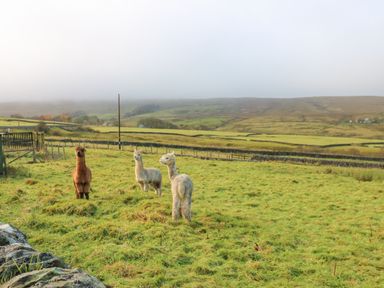 Three alpacas standing in a grassy field with stone walls and rolling hills in the background at The Byre in Carrshield near Allendale