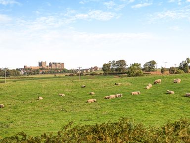Green fields with sheep grazing and a castle in the background at Shearwater Lodge in Bamburgh