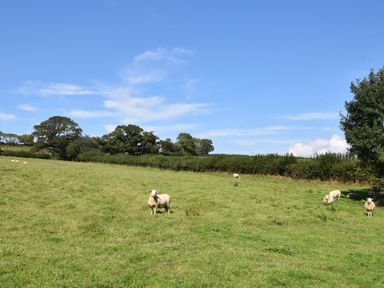 A grassy field with sheep and trees under a blue sky at Maple in Wootton Fitzpaine near Charmouth