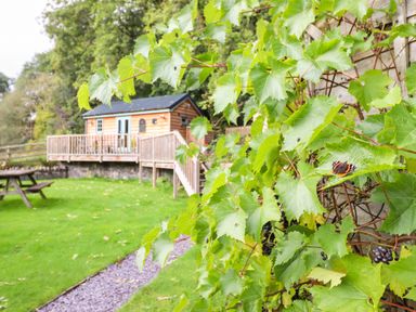 A wooden cabin with a deck and picnic table in a grassy garden with grapevines in the foreground at Chateau Petit in Trefeglwys