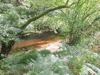A riverbank with trees and ferns beside a flowing river at Teign River Retreat in Drewsteignton near Moretonhampstead