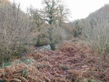 A woodland area with bare trees and brown ferns near a river at Teign River Retreat in Drewsteignton near Moretonhampstead