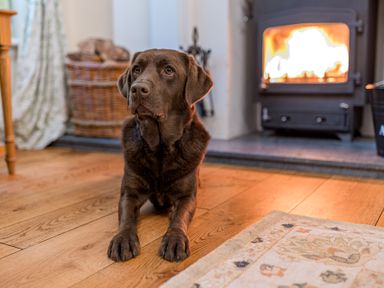 A brown dog lying on a wooden floor near a wood-burning stove with fire in a living room at Gate House in Coniston