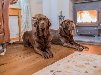 Two brown dogs lying on a wooden floor near a fireplace in a living room at Gate House in Coniston