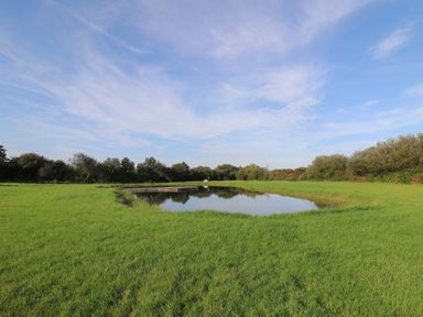 A grassy field with a small pond in the center surrounded by trees at Dragonfly Shepherd's Hut Oakford near Aberaeron