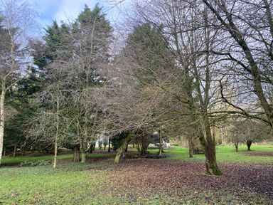 An outdoor area with leafless trees and grass with some fallen leaves at Rivendell in Weybread near Harleston