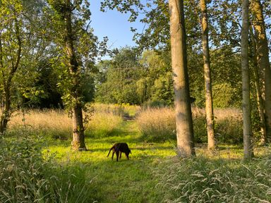 A grassy area with trees and a dog in a field at Rivendell in Weybread near Harleston