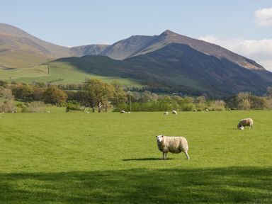 A green grassy field with sheep grazing and mountains in the background at The Bothy in Keswick