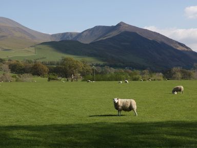 A grassy field with sheep and trees in front of mountains and a blue sky in Keswick