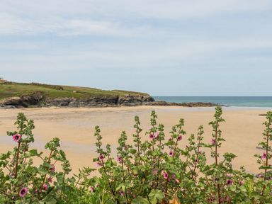 A sandy beach with wildflowers in the foreground and rocky cliffs in the background at Cobalt in St Eval near Mawgan Porth