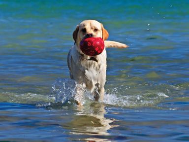 A dog running through water carrying a red ball in its mouth