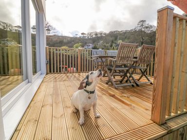 A dog sitting on a wooden deck near wooden outdoor furniture at Robins Downs in Ilfracombe