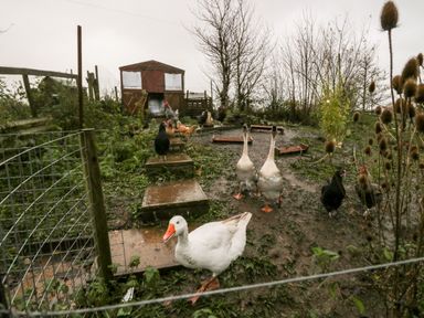 A muddy outdoor chicken coop with geese chickens a small wooden shed and wire fencing at Ballinorig Lodge in Cleator Moor