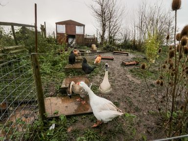 An outdoor area with geese chickens wooden coop and muddy ground at Ballinorig Lodge in Cleator Moor
