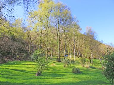 A sloped grassy area with small bushes and tall trees under a clear sky at Hafan Cottage in Beddgelert