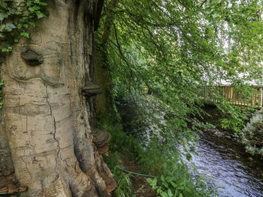 A large tree trunk next to a flowing river with a wooden fence in the background at Gardeners Cottage Millom Cumbria