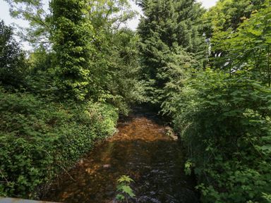 A shallow stream surrounded by dense green trees and bushes at Gardeners Cottage in Millom Cumbria