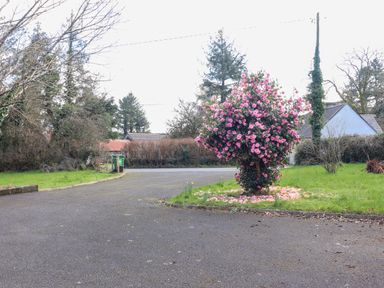 A flowering bush with pink flowers in a grassy area near a paved road with trees and houses in the background at Kyleatunna Cottage in Ennis County Clare