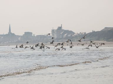 Birds flying over water with buildings in the background at Apt 3 @ Hunter's Quay Bridlington