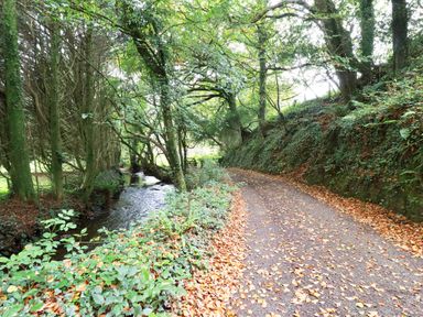A forest pathway with fallen leaves next to a small stream with trees along the sides at Mill Cottage in St Neot