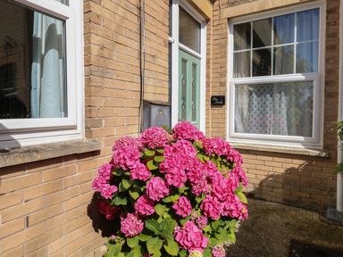 A green front door with windows on each side and a flowering bush with pink flowers in front at Blue Yonder in Weymouth