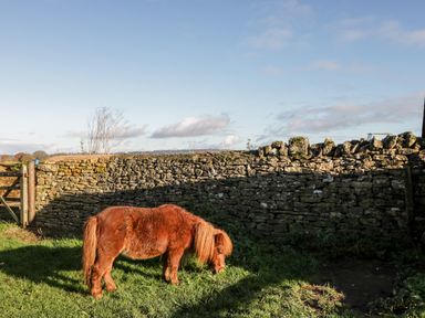 A small brown pony standing on grass near a stone wall outside at Well Cottage in Moreton-In-Marsh