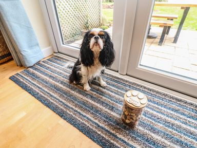 A small dog sitting on a striped rug near a glass door with a container of dog treats beside it at Manuka in Falmouth