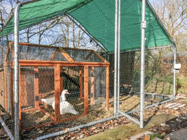 A duck in an outdoor enclosure with a hen house at Little Malory in St Giles-On-The-Heath