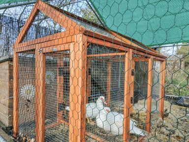 A chicken coop with chickens inside at Little Malory in St Giles-On-The-Heath