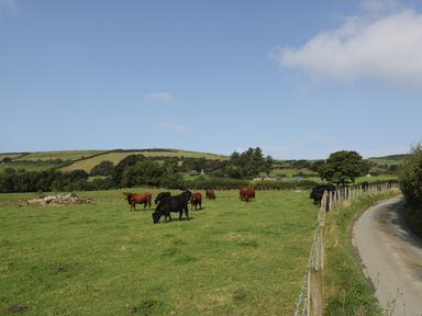 A grassy field with cows grazing next to a narrow road and a wooden fence at Tarrenhendre Pod in Llanegryn near Tywyn