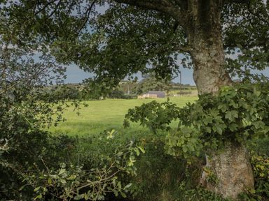A grassy field with a small curved cabin in the distance seen through tree branches and leaves at Tarrenhendre Pod in Llanegryn near Tywyn