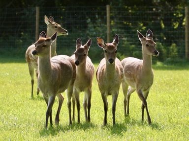 Five deer standing on grass with a fence and trees in the background at Yes Deer in Ashbourne