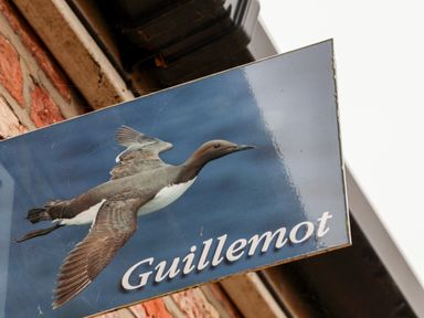 A sign showing a flying bird with the word Guillemot on a brick wall at Guillemot in Flamborough