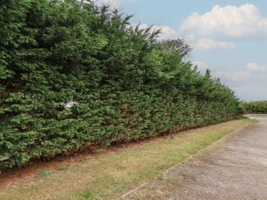 A hedge lining a pathway with grass and blue sky at Guillemot in Flamborough
