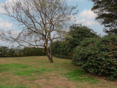 A tree and bushes in a grassy area at The Pheasantry in Flamborough
