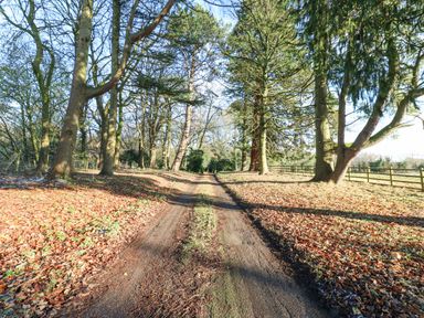 A dirt path lined with trees and fallen leaves on both sides in a wooded area at Wellington Lodge Cottage in Middleton Tyas