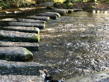 A river with stepping stones across it and a cat near the riverbank at Harvey's House in Helston