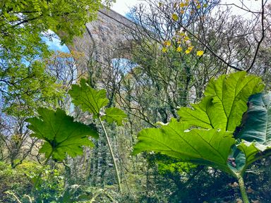 Large green leaves and trees in a forest with a stone archway structure in the background at Harveys House in Helston