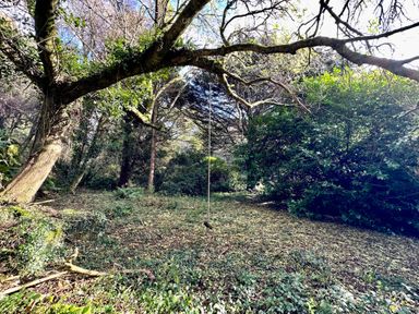 A wooded area with a tree branch holding a rope swing at Harveys House in Helston